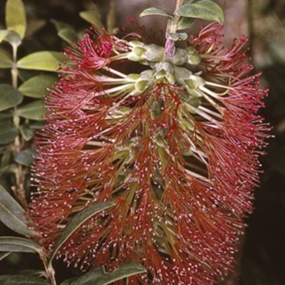 Melaleuca hypericifolia (Hillock Bush) at South Pacific Heathland Reserve - 23 Oct 1996 by BettyDonWood