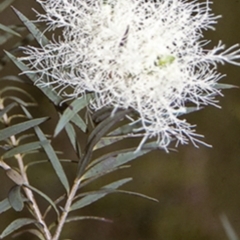 Melaleuca linariifolia (Flax-leaved Paperbark) at Tapitallee, NSW - 7 Nov 1996 by BettyDonWood