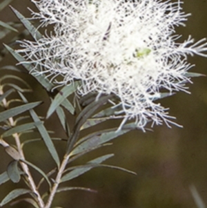 Melaleuca linariifolia at Tapitallee, NSW - 7 Nov 1996