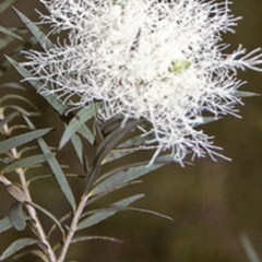 Melaleuca linariifolia (Flax-leaved Paperbark) at Tapitallee, NSW - 6 Nov 1996 by BettyDonWood