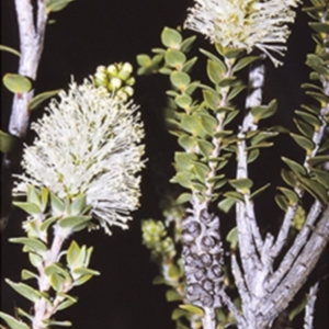 Melaleuca squarrosa at Beecroft Peninsula, NSW - 10 Jul 1996