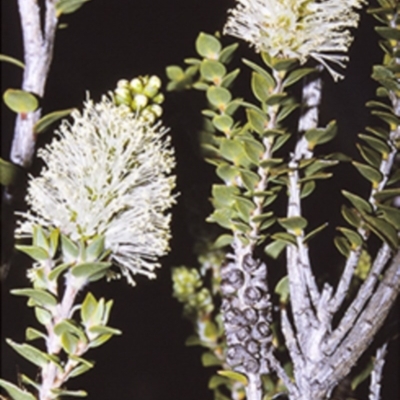 Melaleuca squarrosa (Bottle-brush Teatree) at Beecroft Peninsula, NSW - 9 Jul 1996 by BettyDonWood