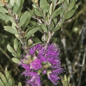 Melaleuca thymifolia at Worrowing Heights, NSW - 29 Dec 1995 12:00 AM