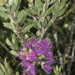Melaleuca thymifolia at Worrowing Heights, NSW - 29 Dec 1995