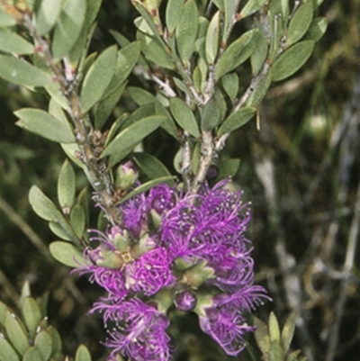 Melaleuca thymifolia (Thyme Honey-myrtle) at Worrowing Heights, NSW - 28 Dec 1995 by BettyDonWood