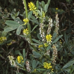 Melilotus indicus (Hexham Scent) at Batemans Marine Park - 16 Nov 1997 by BettyDonWood