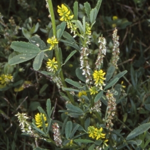 Melilotus indicus at Tranquility Bay - 17 Nov 1997 12:00 AM