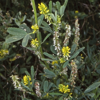 Melilotus indicus (Hexham Scent) at - 16 Nov 1997 by BettyDonWood