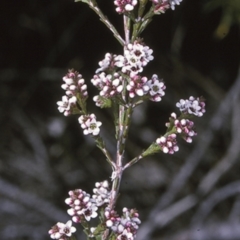 Micromyrtus ciliata (Fringed Heath-myrtle) at Jervis Bay National Park - 10 Aug 1996 by BettyDonWood