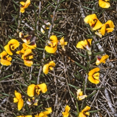 Mirbelia baueri at Jervis Bay National Park - 16 Sep 1996 by BettyDonWood