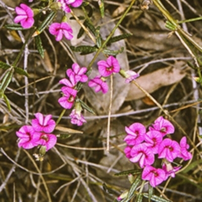 Mirbelia rubiifolia (Heathy Mirbelia) at North Nowra, NSW - 15 Sep 1996 by BettyDonWood