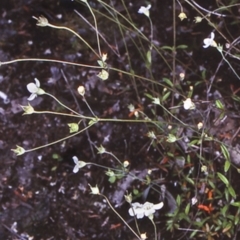 Mitrasacme polymorpha (Varied Mitrewort) at Bomaderry Creek Regional Park - 12 Nov 1997 by BettyDonWood