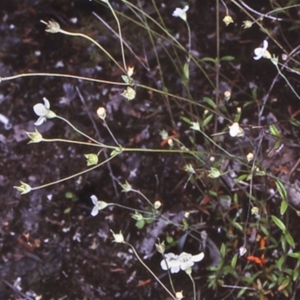 Mitrasacme polymorpha at Bomaderry Creek Regional Park - 12 Nov 1997