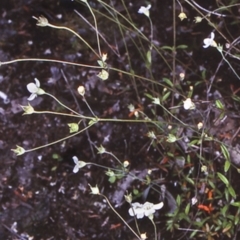 Mitrasacme polymorpha (Varied Mitrewort) at Bomaderry Creek Regional Park - 11 Nov 1997 by BettyDonWood