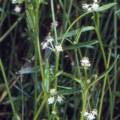 Monotaxis linifolia (Narrow-leafed monotaxis) at Morton National Park - 13 Nov 1997 by BettyDonWood