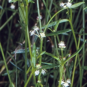 Monotaxis linifolia at Morton National Park - 14 Nov 1997