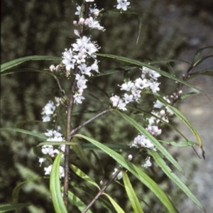 Myoporum bateae at Mogo State Forest - 4 Oct 1997 12:00 AM