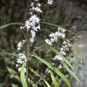 Myoporum bateae at Mogo State Forest - 4 Oct 1997