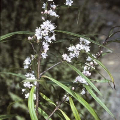 Myoporum bateae at Mogo State Forest - 3 Oct 1997 by BettyDonWood