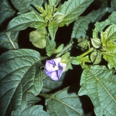 Nicandra physalodes (Apple of Peru) at Longreach, NSW - 28 Apr 1996 by BettyDonWood