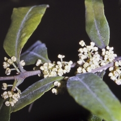 Notelaea longifolia f. longifolia (Mock Olive) at North Nowra, NSW - 27 Apr 1996 by BettyDonWood