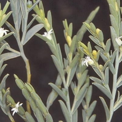 Olax stricta (Olax) at Morton National Park - 20 Sep 1997 by BettyDonWood