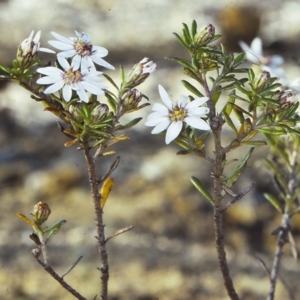 Olearia iodochroa at Mogo State Forest - 13 Aug 1997 12:00 AM