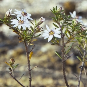 Olearia iodochroa at Mogo State Forest - 13 Aug 1997
