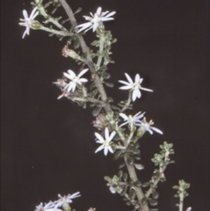 Olearia microphylla at Tomerong State Forest - 26 Oct 1996 12:00 AM