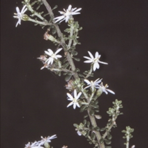Olearia microphylla at Tomerong State Forest - 26 Oct 1996