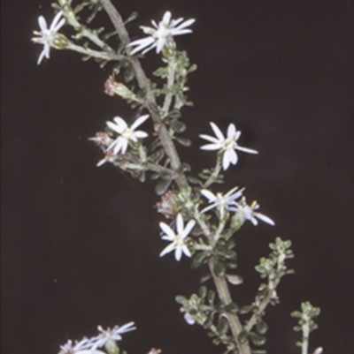 Olearia microphylla (Olearia) at Tomerong State Forest - 25 Oct 1996 by BettyDonWood