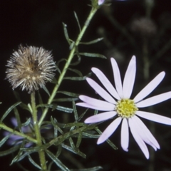 Olearia tenuifolia (Narrow-leaved Daisybush) at Budawang National Park - 10 Nov 1997 by BettyDonWood