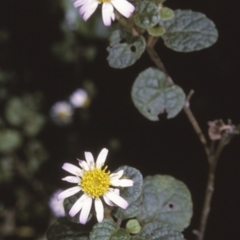 Olearia tomentosa (Toothed Daisy Bush) at Conjola, NSW - 16 Sep 1996 by BettyDonWood