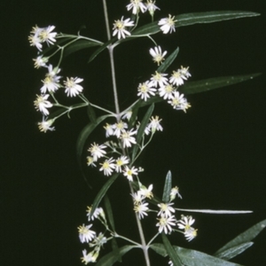 Olearia viscidula at Bangalee, NSW - 15 Sep 1996