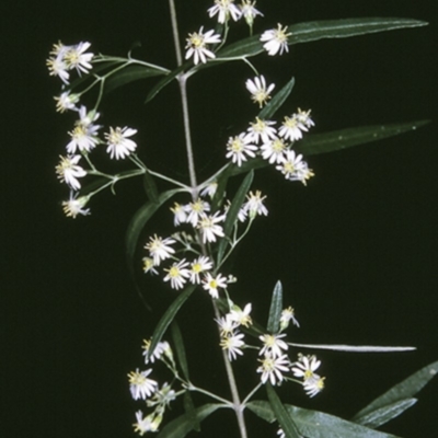 Olearia viscidula (Wallaby Weed) at Bangalee, NSW - 14 Sep 1996 by BettyDonWood