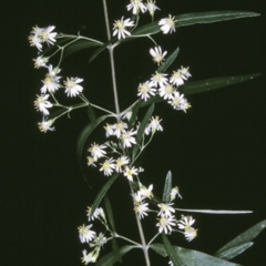Olearia viscidula (Wallaby Weed) at Bangalee, NSW - 14 Sep 1996 by BettyDonWood