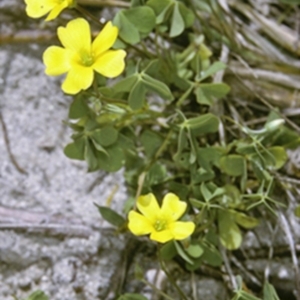 Oxalis perennans at Batemans Marine Park - 13 Nov 1996