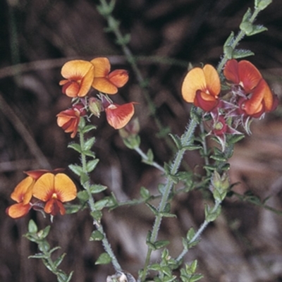 Oxylobium cordifolium (Heart-leaved Shaggy Pea) at Worrowing Heights, NSW - 24 Oct 1996 by BettyDonWood