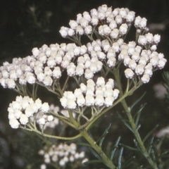 Ozothamnus diosmifolius (Rice Flower, White Dogwood, Sago Bush) at Bomaderry Creek Regional Park - 11 Nov 1997 by BettyDonWood
