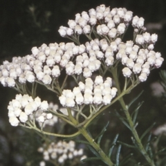 Ozothamnus diosmifolius (Rice Flower, White Dogwood, Sago Bush) at Bomaderry, NSW - 12 Nov 1997 by BettyDonWood