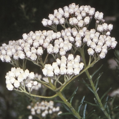 Ozothamnus diosmifolius (Rice Flower, White Dogwood, Sago Bush) at Bomaderry, NSW - 11 Nov 1997 by BettyDonWood