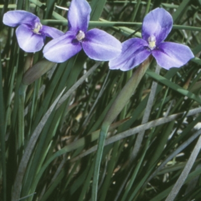 Patersonia fragilis (Short Purple Flag) at Mogo State Forest - 16 Nov 1997 by BettyDonWood