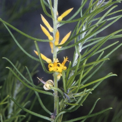 Persoonia mollis subsp. leptophylla at Bomaderry Creek Regional Park - 27 Dec 1996 by BettyDonWood