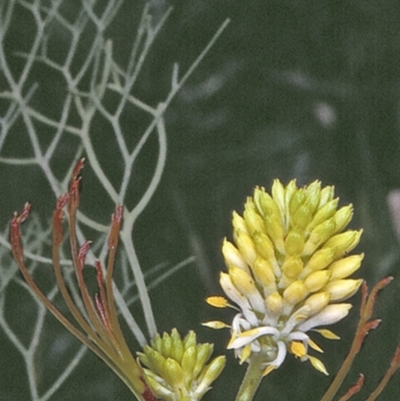Petrophile pedunculata (Conesticks) at Yerriyong State Forest - 25 Oct 1996 by BettyDonWood