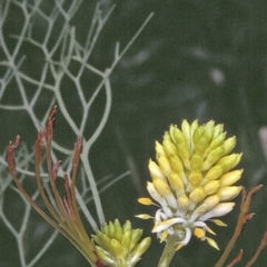 Petrophile pedunculata (Conesticks) at Yerriyong State Forest - 25 Oct 1996 by BettyDonWood