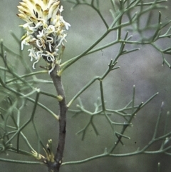 Petrophile sessilis (Conesticks) at Worrowing Heights, NSW - 27 Dec 1995 by BettyDonWood