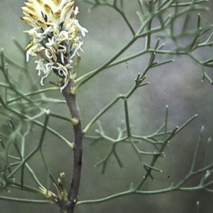 Petrophile sessilis at Worrowing Heights, NSW - 28 Dec 1995