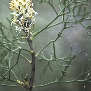 Petrophile sessilis at Worrowing Heights, NSW - suppressed