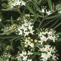 Phebalium squamulosum subsp. squamulosum (Forest Phebalium) at Jerrawangala National Park - 27 Sep 1997 by BettyDonWood