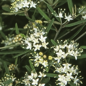 Phebalium squamulosum subsp. squamulosum at Yerriyong, NSW - 28 Sep 1997